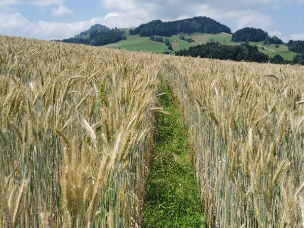 Getreide in weiter Reihe