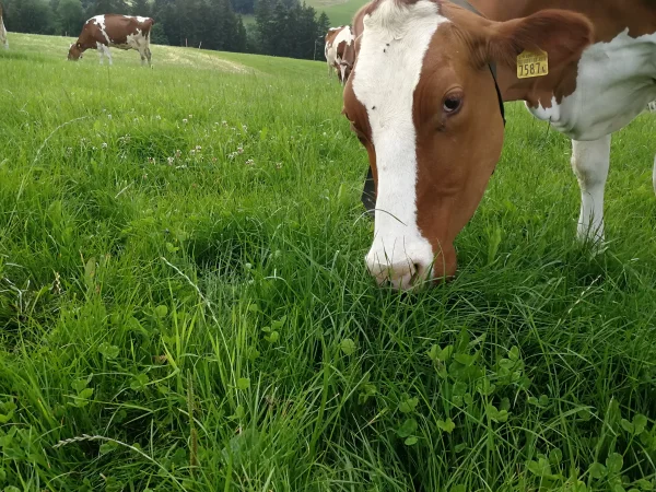 + Gras