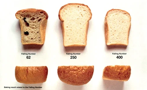 Quelle: https://www.calibrecontrol.com/news-blog/2019/7/18/why-using-the-world-standard-falling-number-method-is-important FN_ApplicationsBread_AnnanStorlekw508px