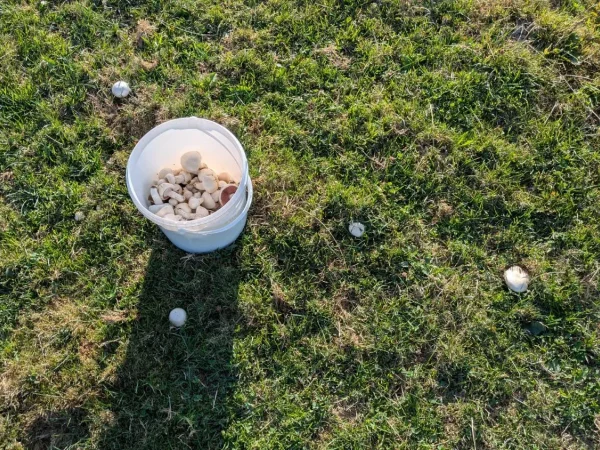 Feldchampignons fürs Pizzabacken