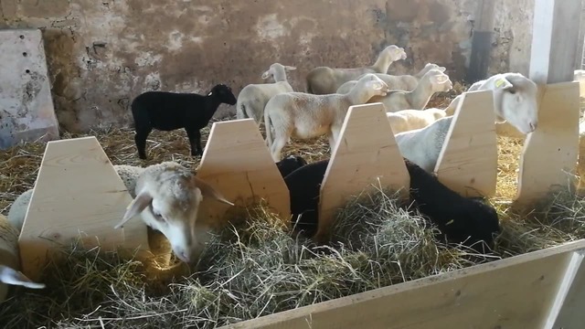 Weisse und schwarze Lämmer fressen Heu am Holz-Futtertisch